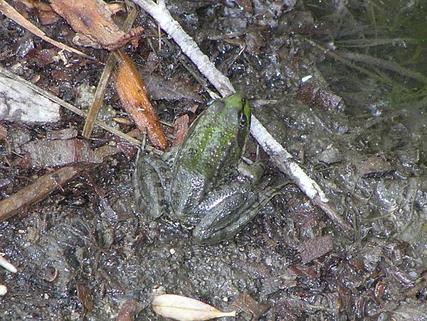 Pelophylax ridibundus