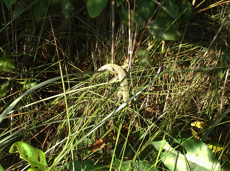 Lacerta trilineata