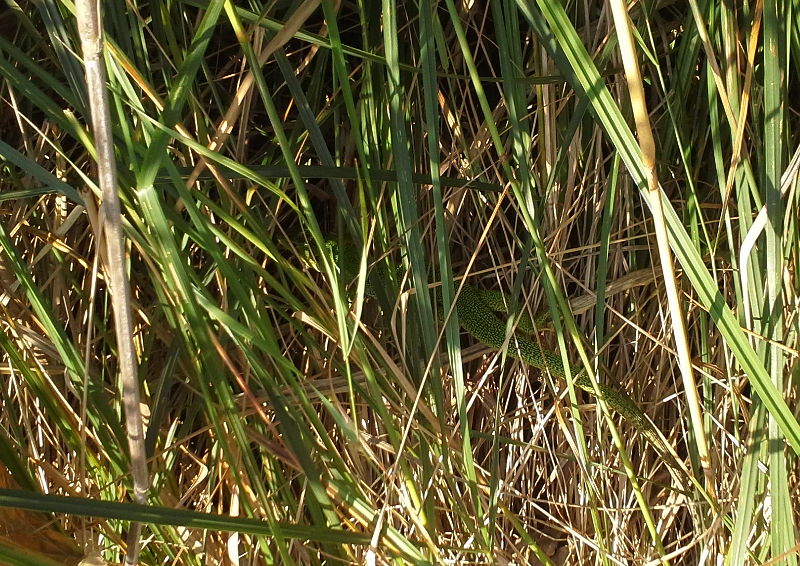 Lacerta trilineata