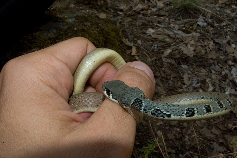 Platyceps najadum