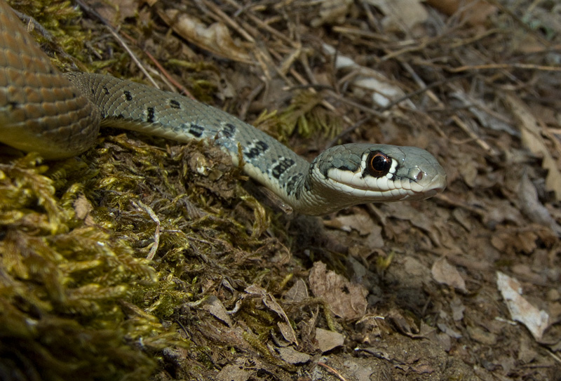 Platyceps najadum