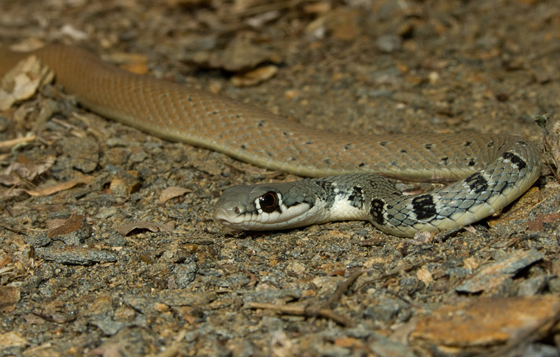 Platyceps najadum