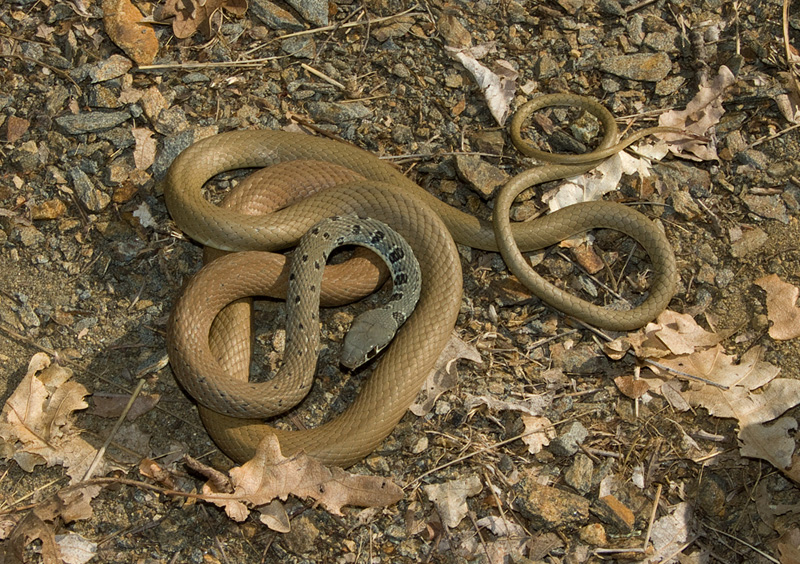 Platyceps najadum