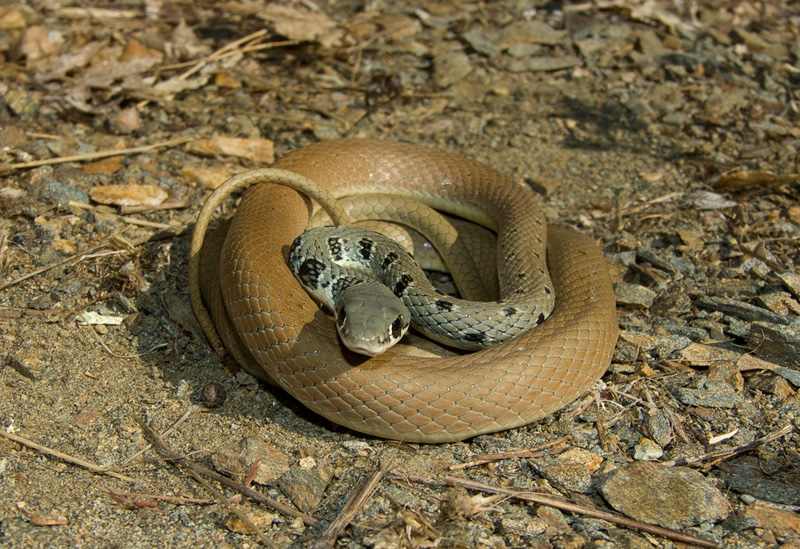 Platyceps najadum