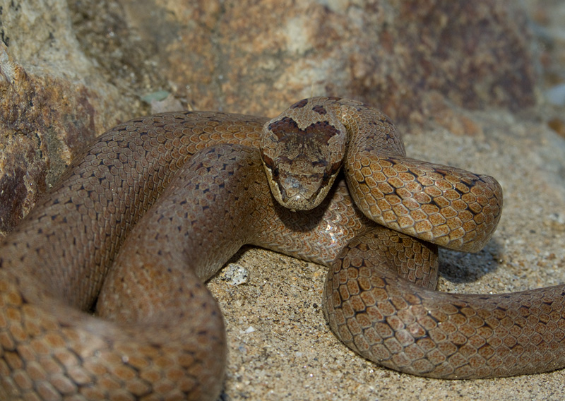 Coronella austriaca