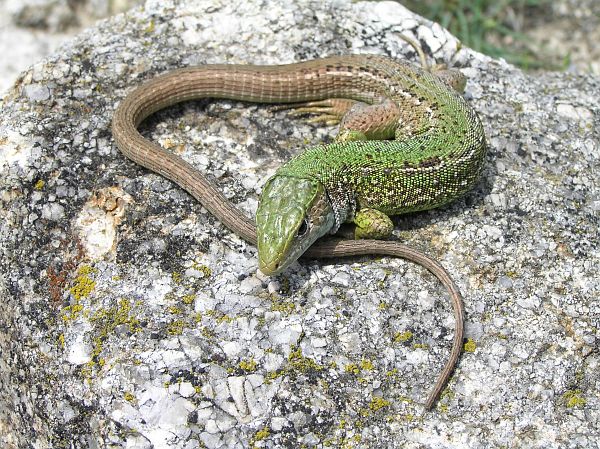 Lacerta viridis