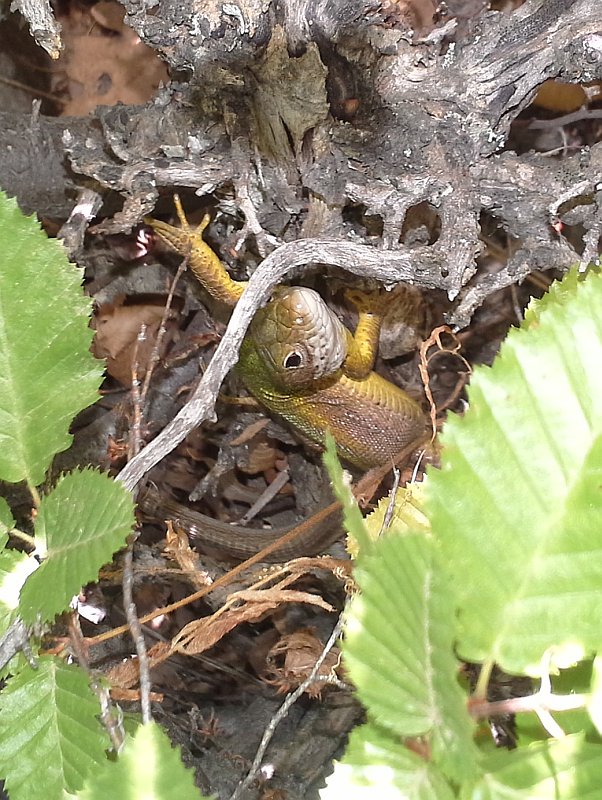 Lacerta viridis