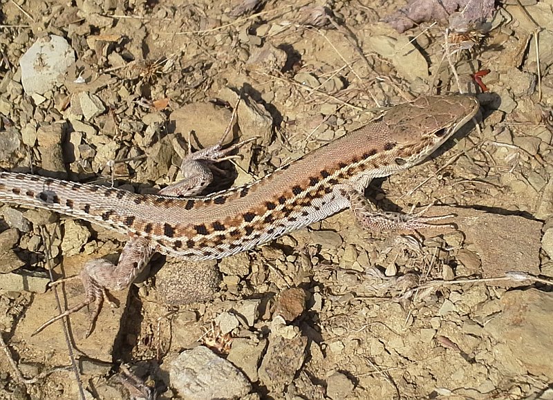 Podarcis tauricus