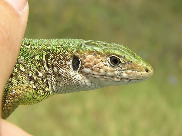 Lacerta viridis