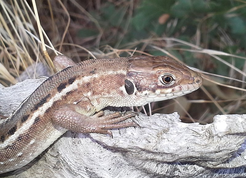 Lacerta viridis