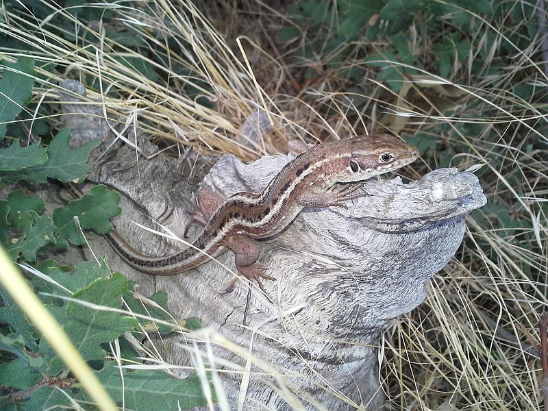 Lacerta viridis