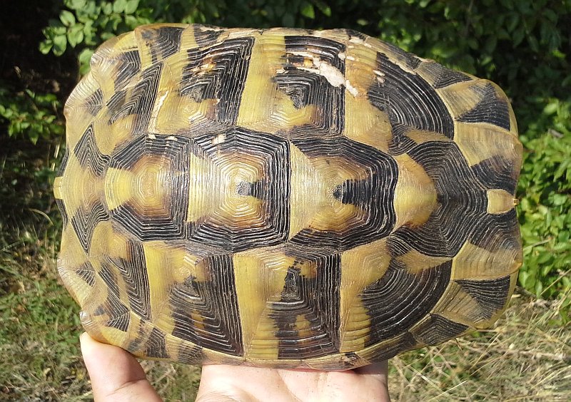 Testudo hermanni