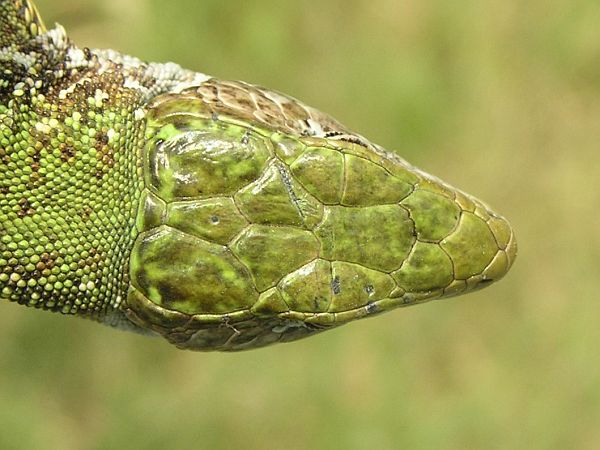 Lacerta viridis