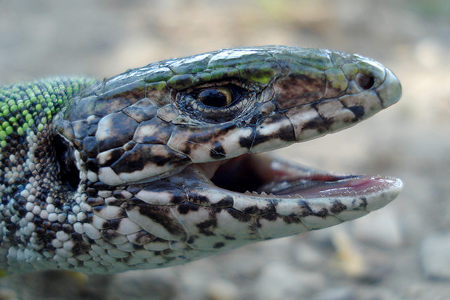 Lacerta viridis