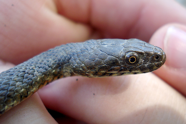 Natrix tessellata