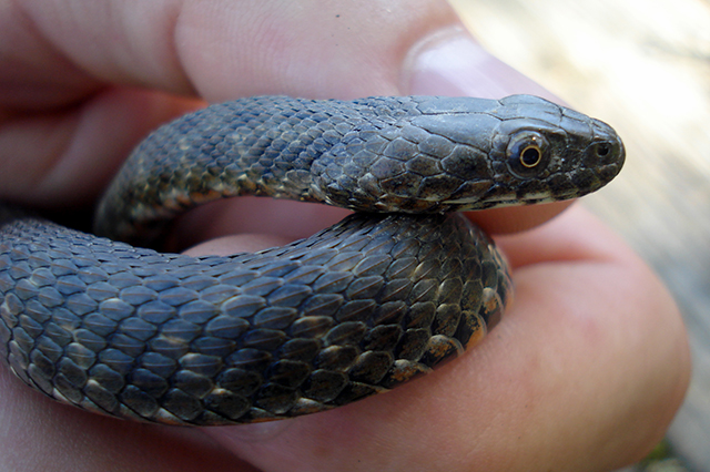 Natrix tessellata