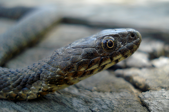 Natrix tessellata