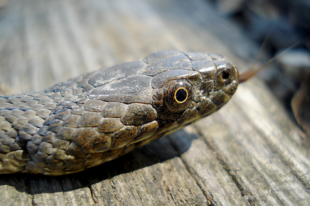 Natrix tessellata