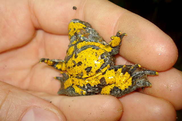 Bombina variegata