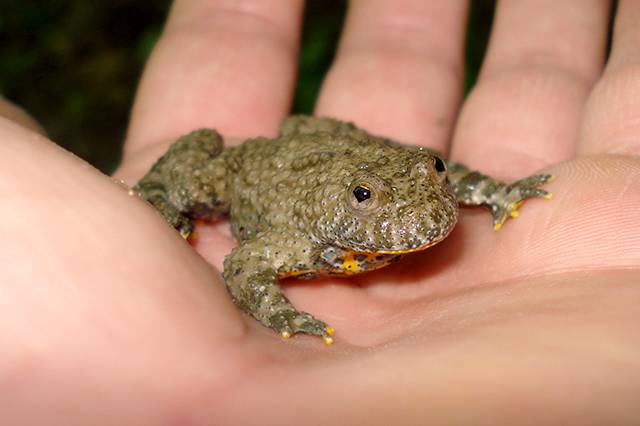 Bombina variegata