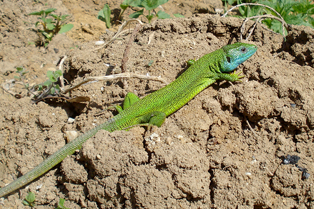 Lacerta viridis