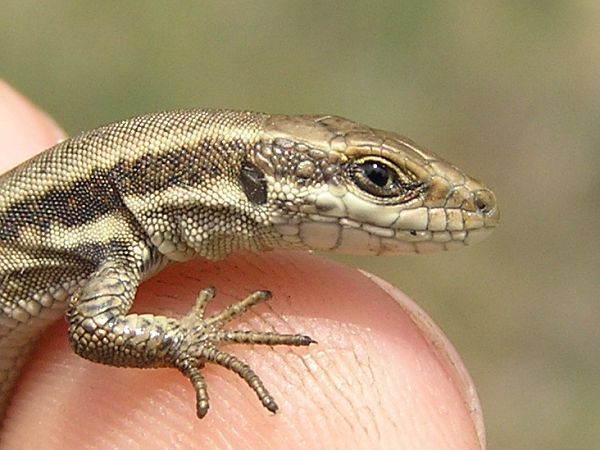 Podarcis muralis