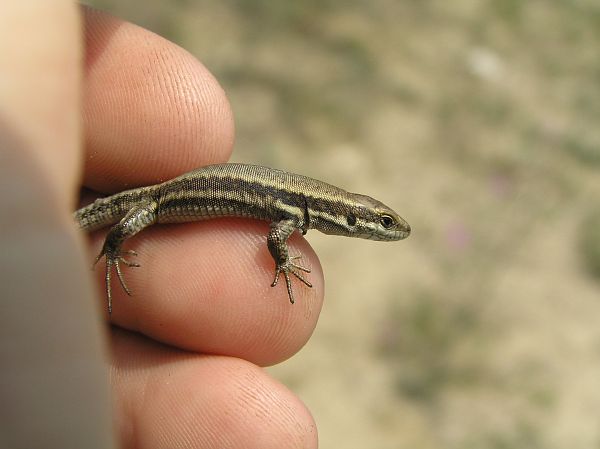 Podarcis muralis