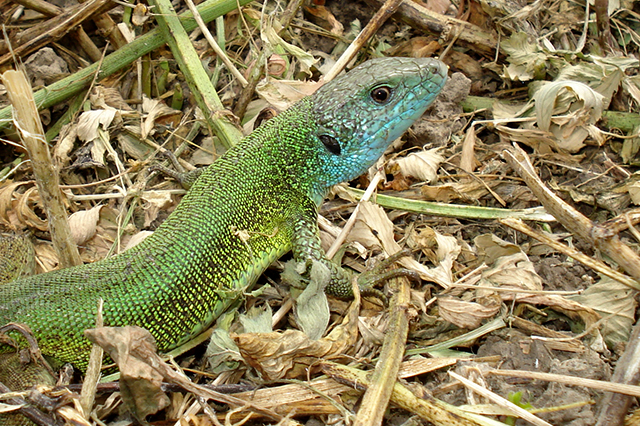 Lacerta viridis