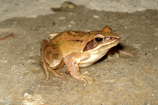 Rana dalmatina