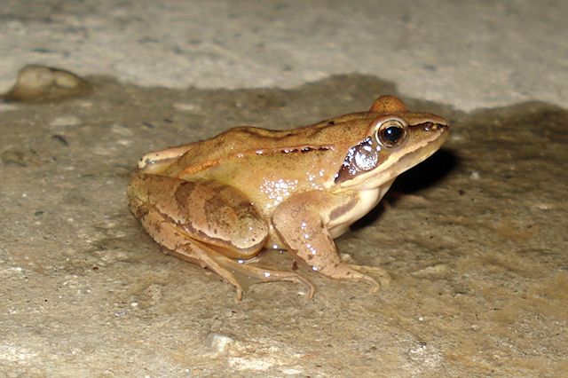 Rana dalmatina