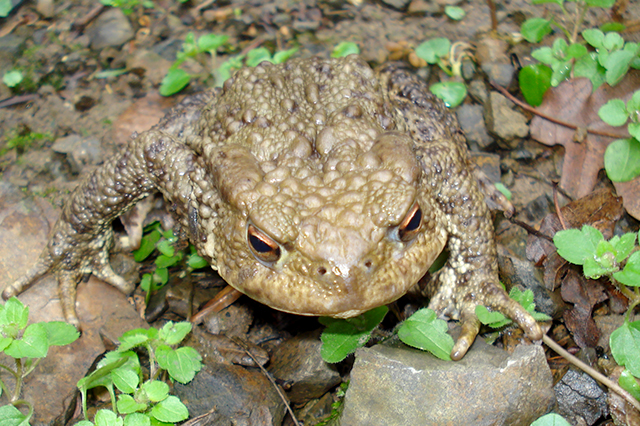 Bufo bufo