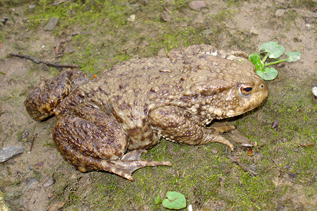 Bufo bufo