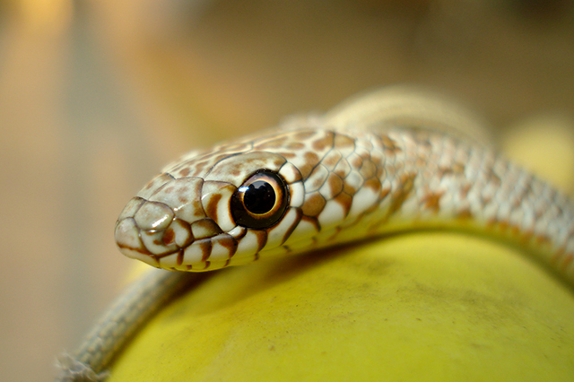 Dolichophis caspius