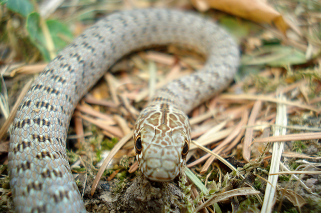 Dolichophis caspius