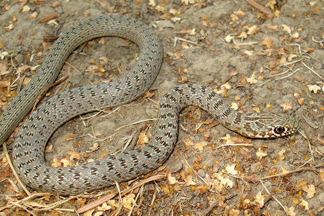 Dolichophis caspius