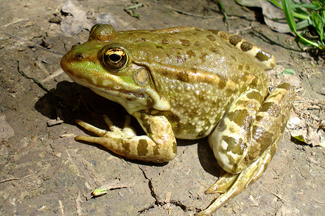 Pelophylax ridibundus