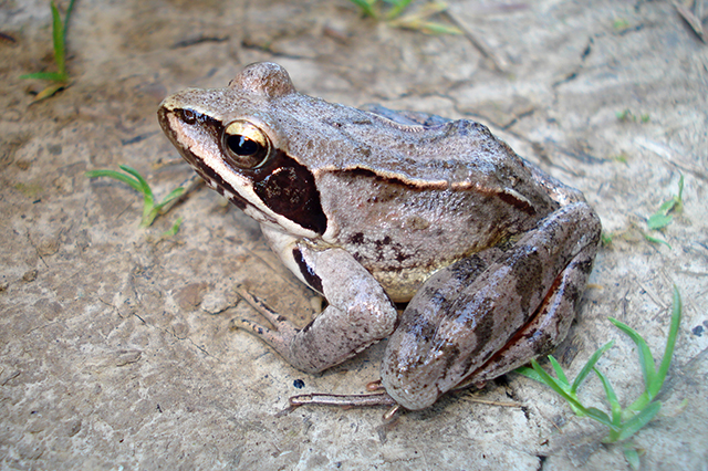 Rana dalmatina