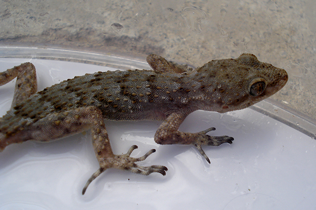 Mediodactylus kotschyi