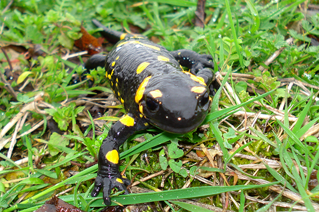 Salamandra salamandra