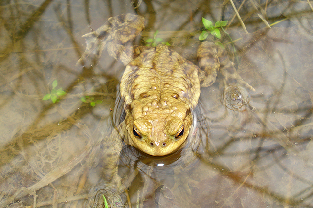 Bufo bufo