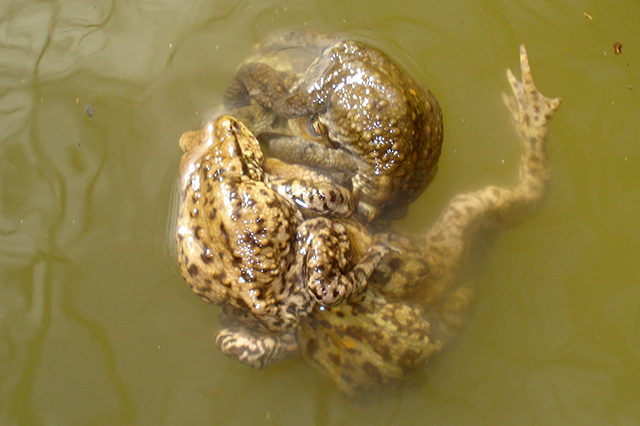 Bufo bufo