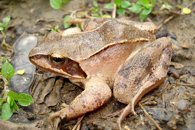 Rana dalmatina