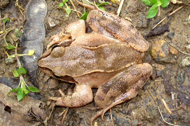 Rana dalmatina