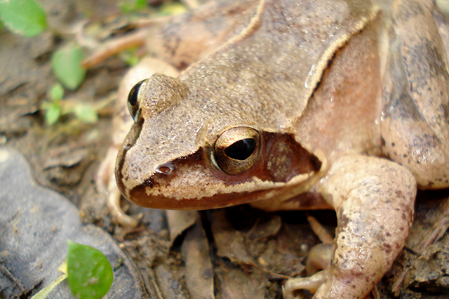 Rana dalmatina