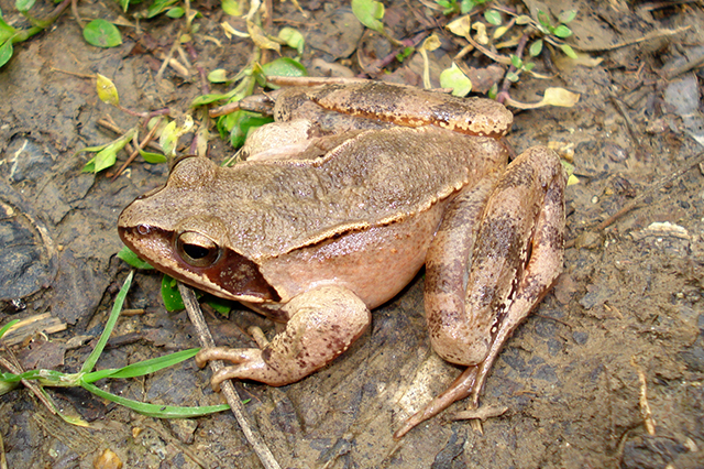 Rana dalmatina