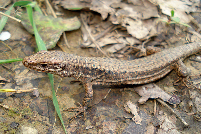 Podarcis muralis