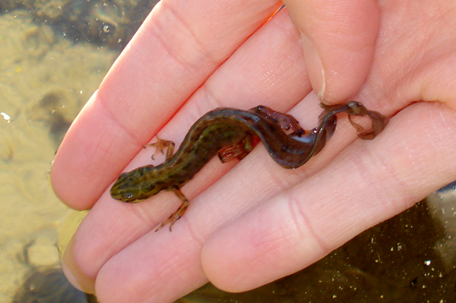 Lissotriton vulgaris