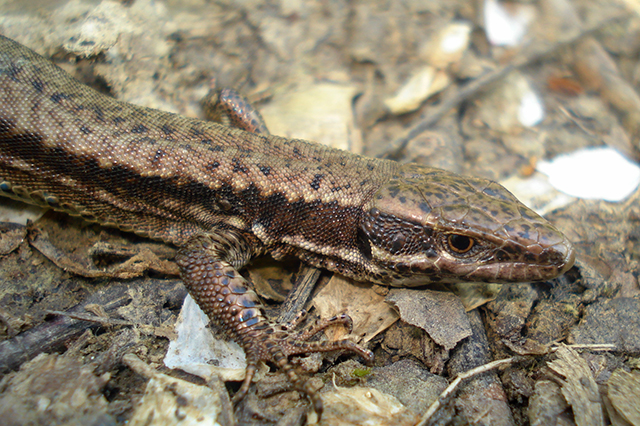 Podarcis muralis