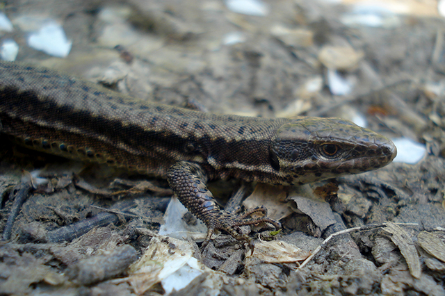 Podarcis muralis