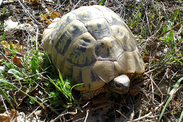 Testudo hermanni